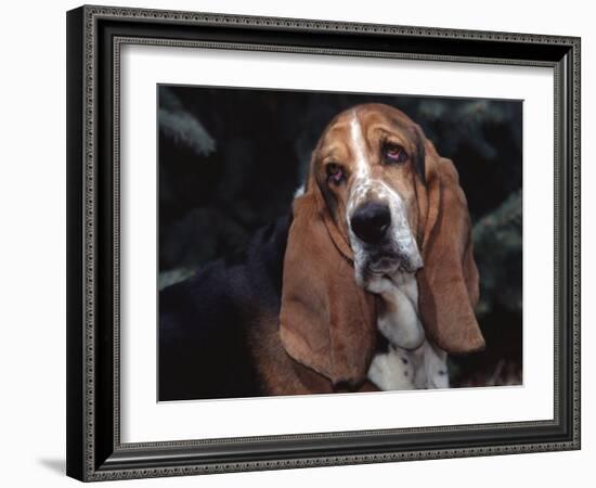 Bassett Hound Portrait, USA-Lynn M^ Stone-Framed Photographic Print