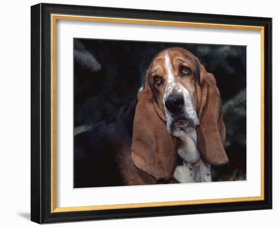 Bassett Hound Portrait, USA-Lynn M^ Stone-Framed Photographic Print