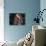 Bassett Hound Portrait, USA-Lynn M^ Stone-Photographic Print displayed on a wall