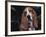 Bassett Hound Portrait, USA-Lynn M^ Stone-Framed Photographic Print