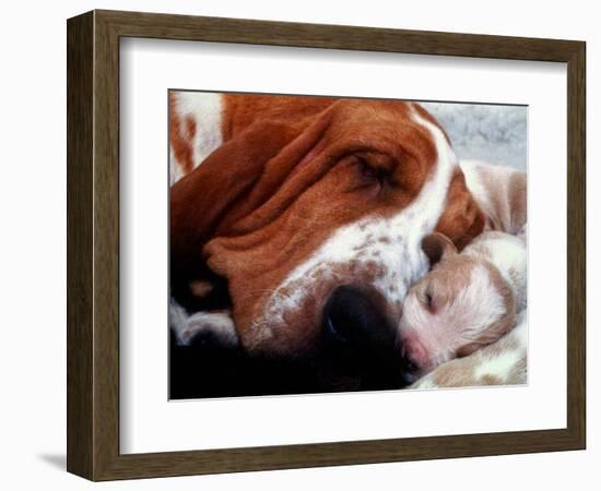 Bassett Hound with Puppies, December 1995-null-Framed Photographic Print