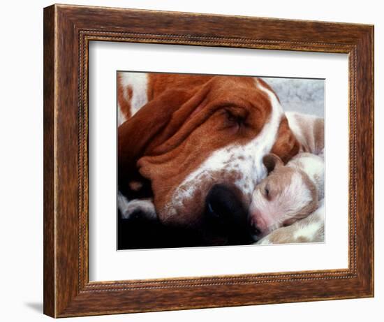 Bassett Hound with Puppies, December 1995-null-Framed Photographic Print