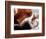 Bassett Hound with Puppies, December 1995-null-Framed Photographic Print