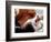 Bassett Hound with Puppies, December 1995-null-Framed Photographic Print