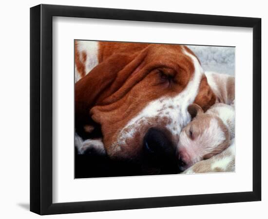 Bassett Hound with Puppies, December 1995-null-Framed Photographic Print