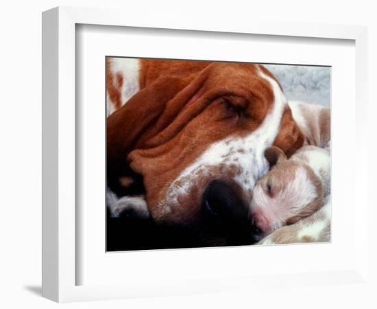 Bassett Hound with Puppies, December 1995-null-Framed Photographic Print