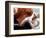 Bassett Hound with Puppies, December 1995-null-Framed Photographic Print