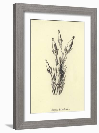 Bassia Palealensis-Edward Lear-Framed Giclee Print