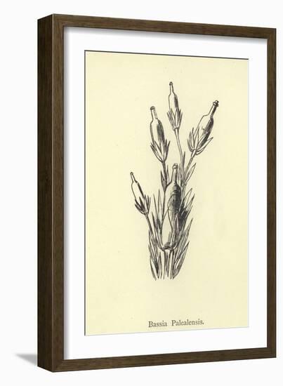 Bassia Palealensis-Edward Lear-Framed Giclee Print