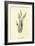 Bassia Palealensis-Edward Lear-Framed Giclee Print