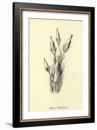 Bassia Palealensis-Edward Lear-Framed Giclee Print