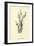 Bassia Palealensis-Edward Lear-Framed Giclee Print