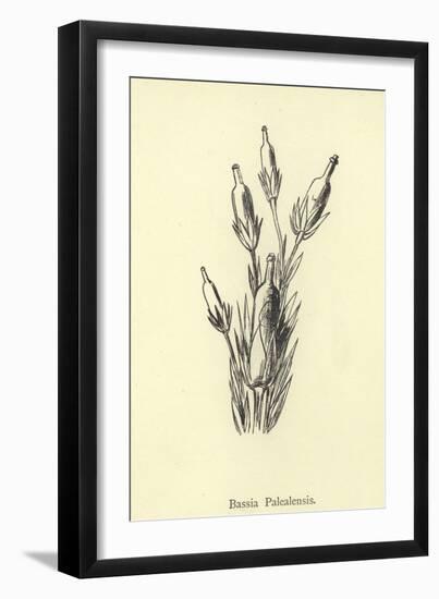 Bassia Palealensis-Edward Lear-Framed Giclee Print