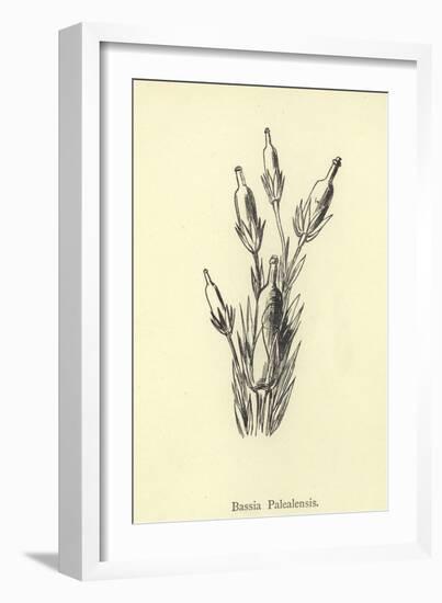 Bassia Palealensis-Edward Lear-Framed Giclee Print