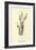 Bassia Palealensis-Edward Lear-Framed Giclee Print