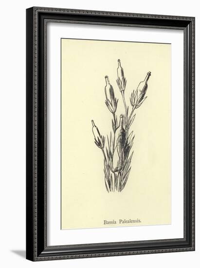 Bassia Palealensis-Edward Lear-Framed Giclee Print