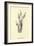 Bassia Palealensis-Edward Lear-Framed Giclee Print