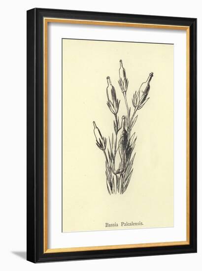 Bassia Palealensis-Edward Lear-Framed Giclee Print