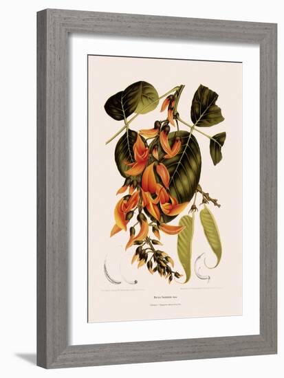 Bastard Teak-Berthe Hoola Van Nooten-Framed Giclee Print