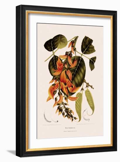 Bastard Teak-Berthe Hoola Van Nooten-Framed Giclee Print