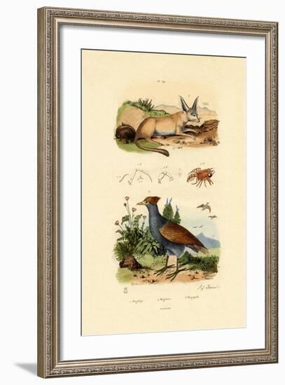 Bat-Eared Fox, 1833-39-null-Framed Giclee Print