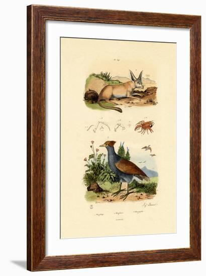 Bat-Eared Fox, 1833-39-null-Framed Giclee Print