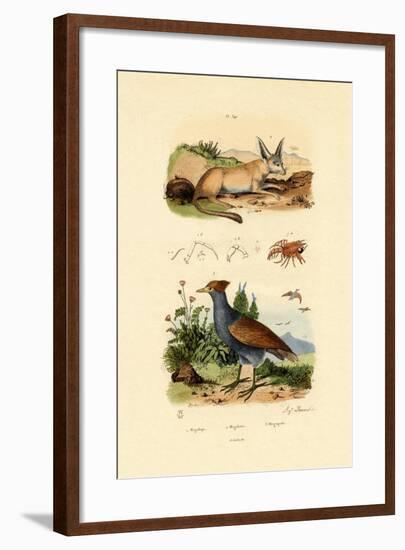 Bat-Eared Fox, 1833-39-null-Framed Giclee Print