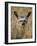 Bat-Eared Fox (Otocyon Megalotis), Masai Mara National Reserve, Kenya, East Africa, Africa-James Hager-Framed Photographic Print