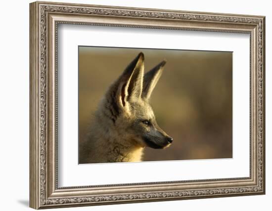 Bat-Eared Fox (Otocyon Megalotis) Portrait, Namib-Naukluft National Park, Namib Desert, Namibia-Solvin Zankl-Framed Photographic Print