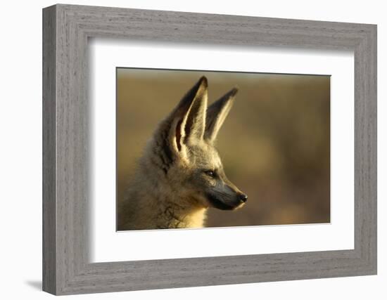 Bat-Eared Fox (Otocyon Megalotis) Portrait, Namib-Naukluft National Park, Namib Desert, Namibia-Solvin Zankl-Framed Photographic Print