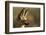 Bat-Eared Fox (Otocyon Megalotis) Portrait, Namib-Naukluft National Park, Namib Desert, Namibia-Solvin Zankl-Framed Photographic Print