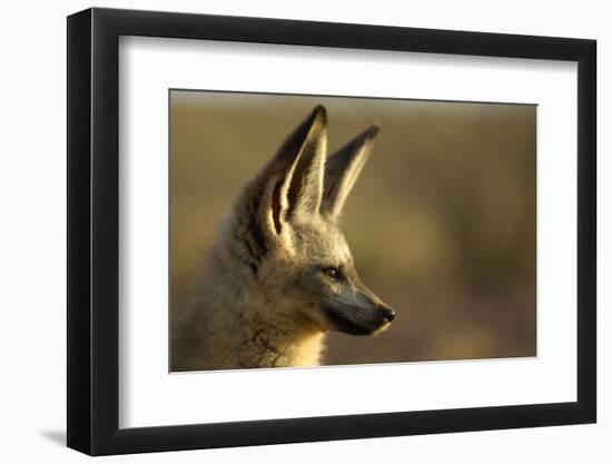 Bat-Eared Fox (Otocyon Megalotis) Portrait, Namib-Naukluft National Park, Namib Desert, Namibia-Solvin Zankl-Framed Photographic Print