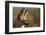 Bat-Eared Fox (Otocyon Megalotis) Portrait, Namib-Naukluft National Park, Namib Desert, Namibia-Solvin Zankl-Framed Photographic Print