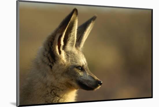 Bat-Eared Fox (Otocyon Megalotis) Portrait, Namib-Naukluft National Park, Namib Desert, Namibia-Solvin Zankl-Mounted Photographic Print