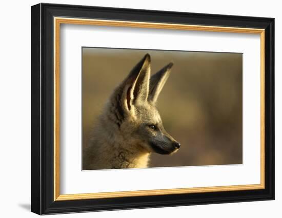 Bat-Eared Fox (Otocyon Megalotis) Portrait, Namib-Naukluft National Park, Namib Desert, Namibia-Solvin Zankl-Framed Photographic Print