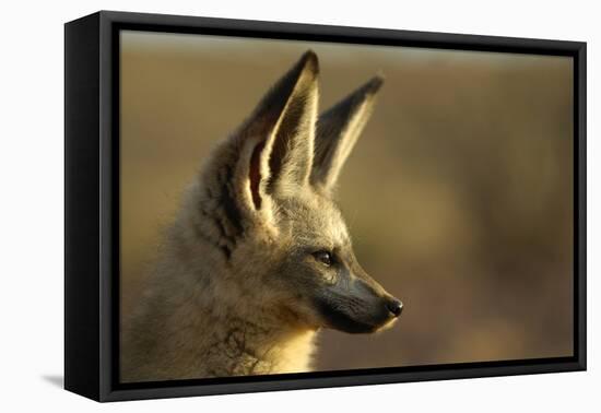 Bat-Eared Fox (Otocyon Megalotis) Portrait, Namib-Naukluft National Park, Namib Desert, Namibia-Solvin Zankl-Framed Premier Image Canvas