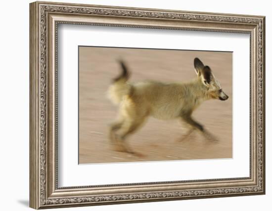 Bat-Eared Fox (Otocyon Megalotis) Running, Blurred Motion Photograph, Namib-Naukluft National Park-Solvin Zankl-Framed Photographic Print