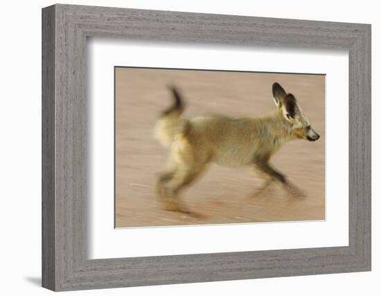 Bat-Eared Fox (Otocyon Megalotis) Running, Blurred Motion Photograph, Namib-Naukluft National Park-Solvin Zankl-Framed Photographic Print