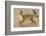 Bat-Eared Fox (Otocyon Megalotis) Running, Blurred Motion Photograph, Namib-Naukluft National Park-Solvin Zankl-Framed Photographic Print