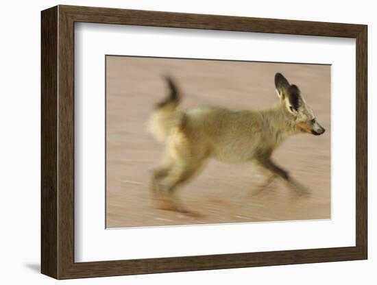 Bat-Eared Fox (Otocyon Megalotis) Running, Blurred Motion Photograph, Namib-Naukluft National Park-Solvin Zankl-Framed Photographic Print