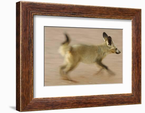 Bat-Eared Fox (Otocyon Megalotis) Running, Blurred Motion Photograph, Namib-Naukluft National Park-Solvin Zankl-Framed Photographic Print