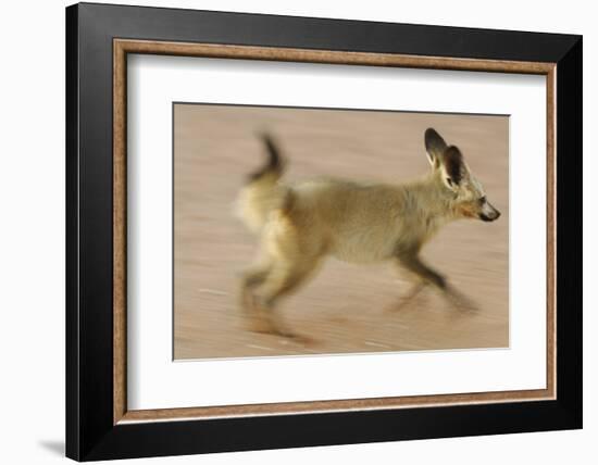 Bat-Eared Fox (Otocyon Megalotis) Running, Blurred Motion Photograph, Namib-Naukluft National Park-Solvin Zankl-Framed Photographic Print