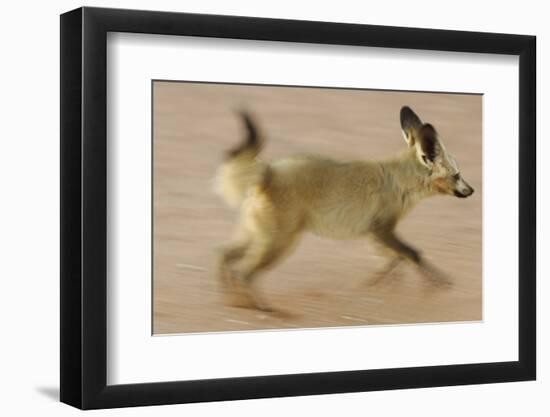 Bat-Eared Fox (Otocyon Megalotis) Running, Blurred Motion Photograph, Namib-Naukluft National Park-Solvin Zankl-Framed Photographic Print