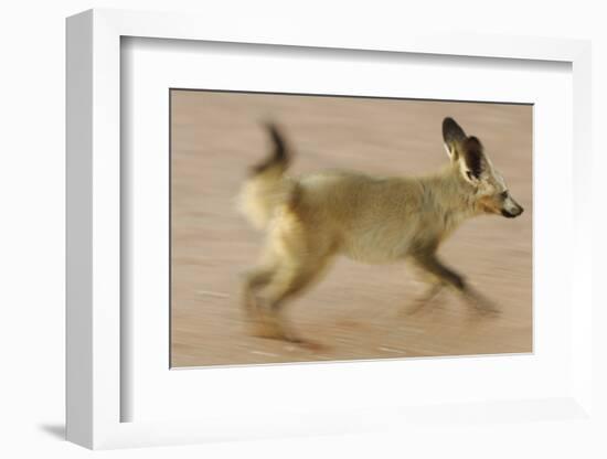 Bat-Eared Fox (Otocyon Megalotis) Running, Blurred Motion Photograph, Namib-Naukluft National Park-Solvin Zankl-Framed Photographic Print