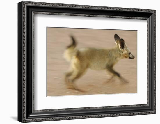 Bat-Eared Fox (Otocyon Megalotis) Running, Blurred Motion Photograph, Namib-Naukluft National Park-Solvin Zankl-Framed Photographic Print