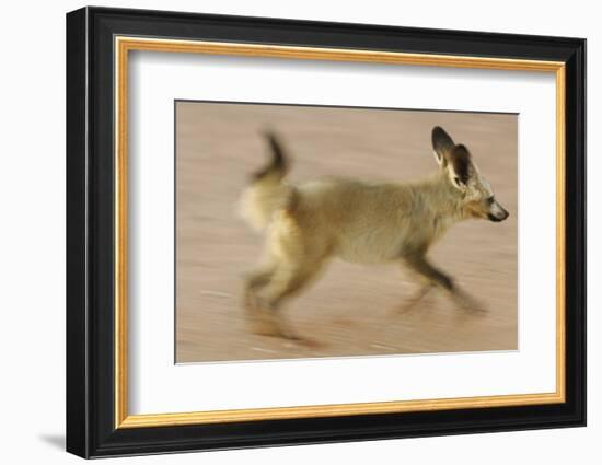 Bat-Eared Fox (Otocyon Megalotis) Running, Blurred Motion Photograph, Namib-Naukluft National Park-Solvin Zankl-Framed Photographic Print