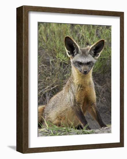 Bat-Eared Fox (Otocyon Megalotis) Sitting at Entrance to Den, Serengeti National Park, Tanzania-James Hager-Framed Photographic Print