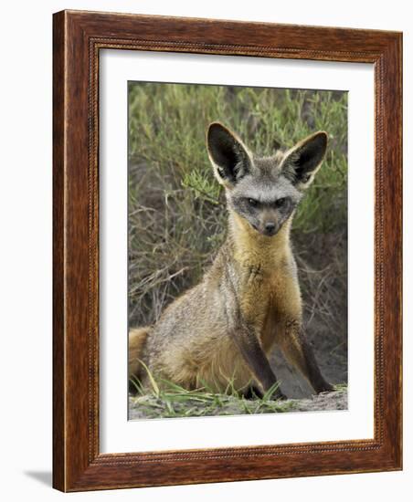 Bat-Eared Fox (Otocyon Megalotis) Sitting at Entrance to Den, Serengeti National Park, Tanzania-James Hager-Framed Photographic Print