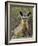 Bat-Eared Fox (Otocyon Megalotis) Sitting at Entrance to Den, Serengeti National Park, Tanzania-James Hager-Framed Photographic Print