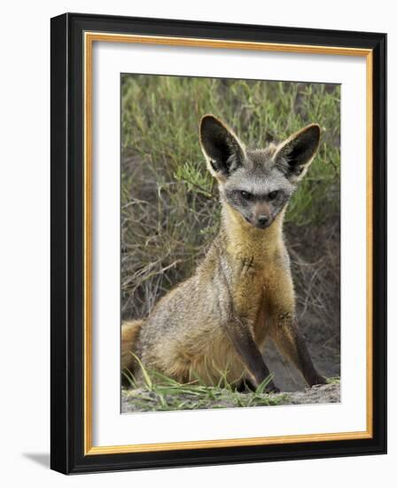 Bat-Eared Fox (Otocyon Megalotis) Sitting at Entrance to Den, Serengeti National Park, Tanzania-James Hager-Framed Photographic Print